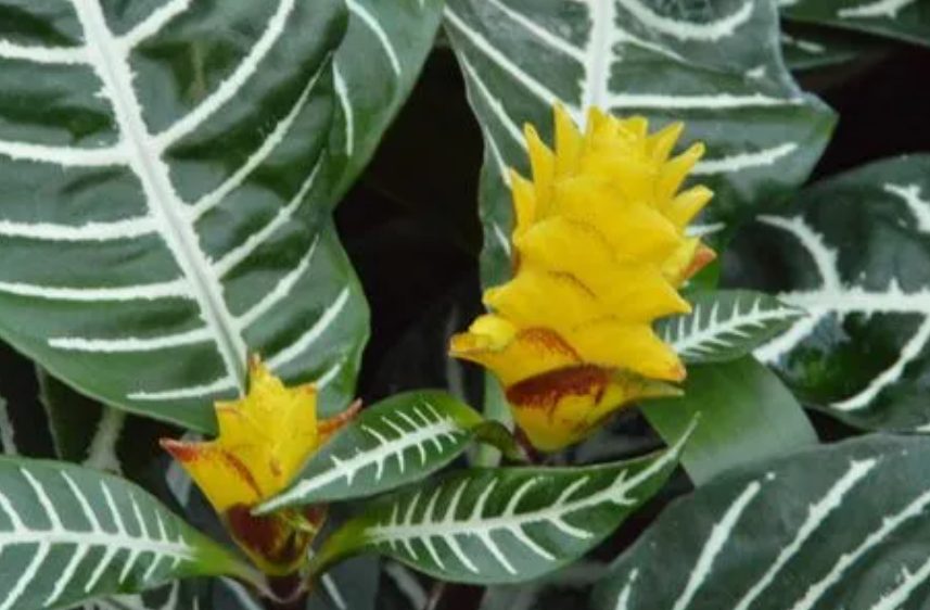 斑马花正确养殖方法