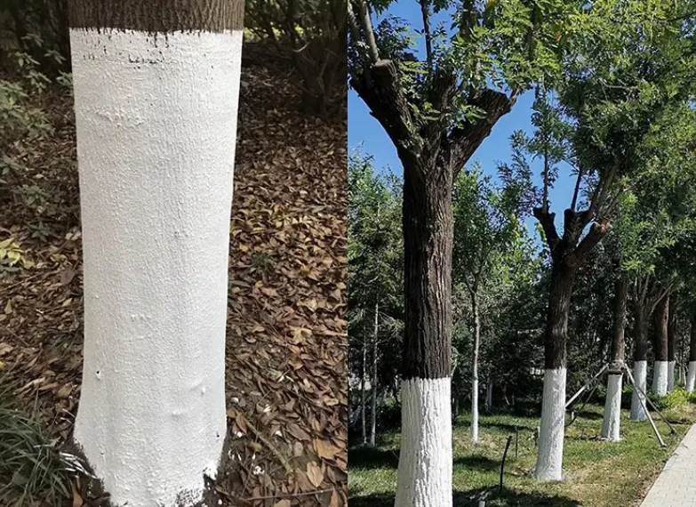 树防虫树干涂的什么