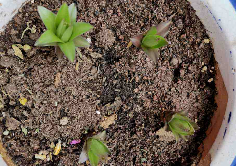 养花土板结如何解决