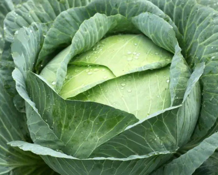 莲花白和卷心菜一样吗