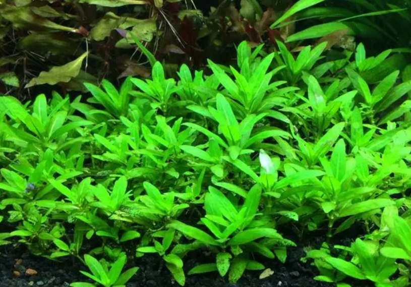 叉柱花水草能长多高