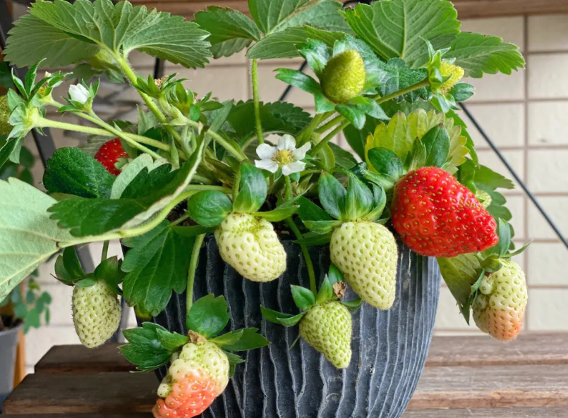 怎么养盆栽草莓多开花结果