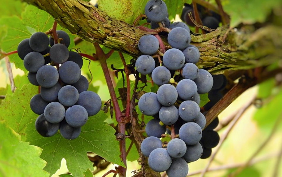 什么季节适合种葡萄树