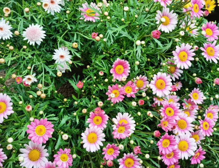 玛格丽特是菊花的一种吗