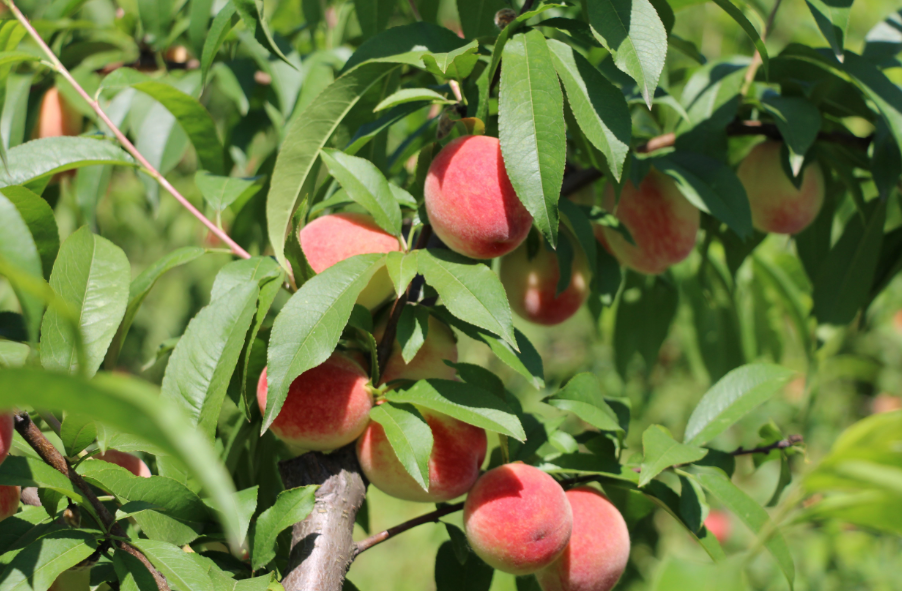 种植桃树能养什么家禽