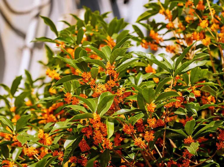 冬天种桂花树能活吗