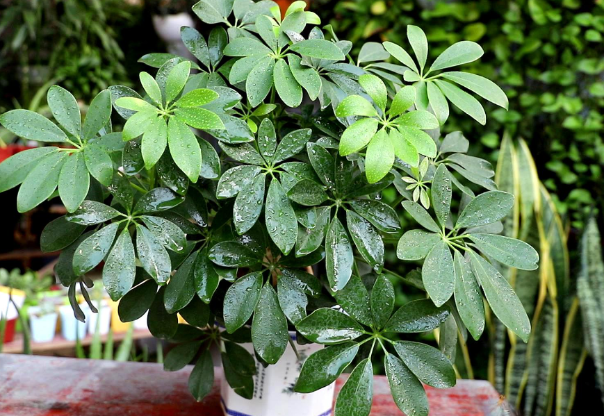 鹅掌柴树长得太高怎么修剪