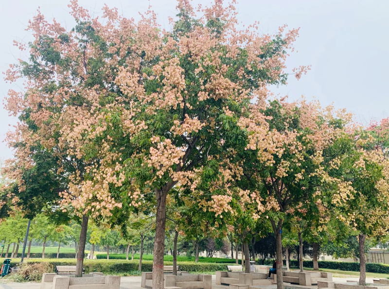 栾树种子育苗方法