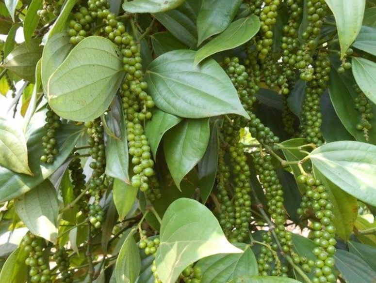 胡椒树生长在什么地方