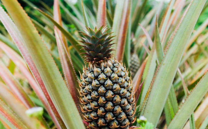 菠萝树是不是一年一种