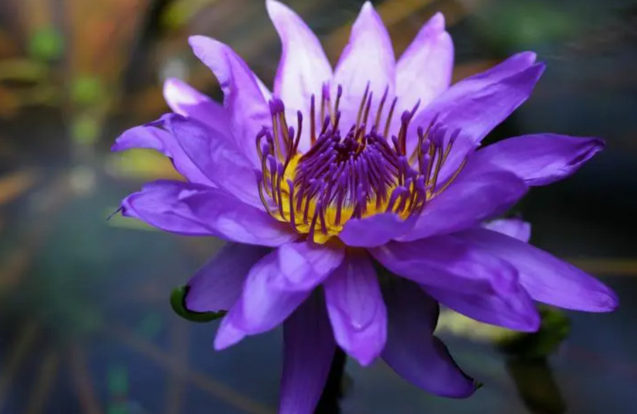 睡莲水养不开花就死了