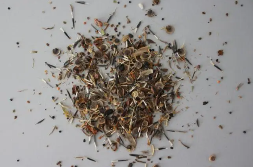 野花种子的种植方法