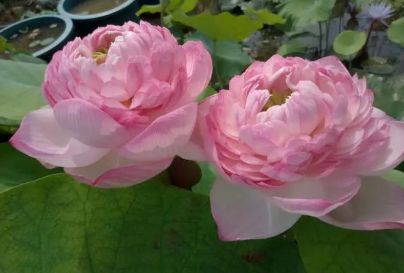 水培荷花怎么种植方法