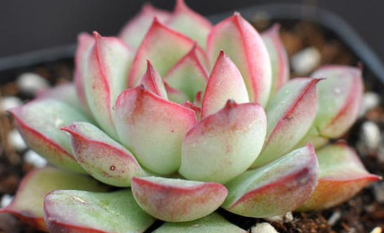 多肉荷花怎么爆盆