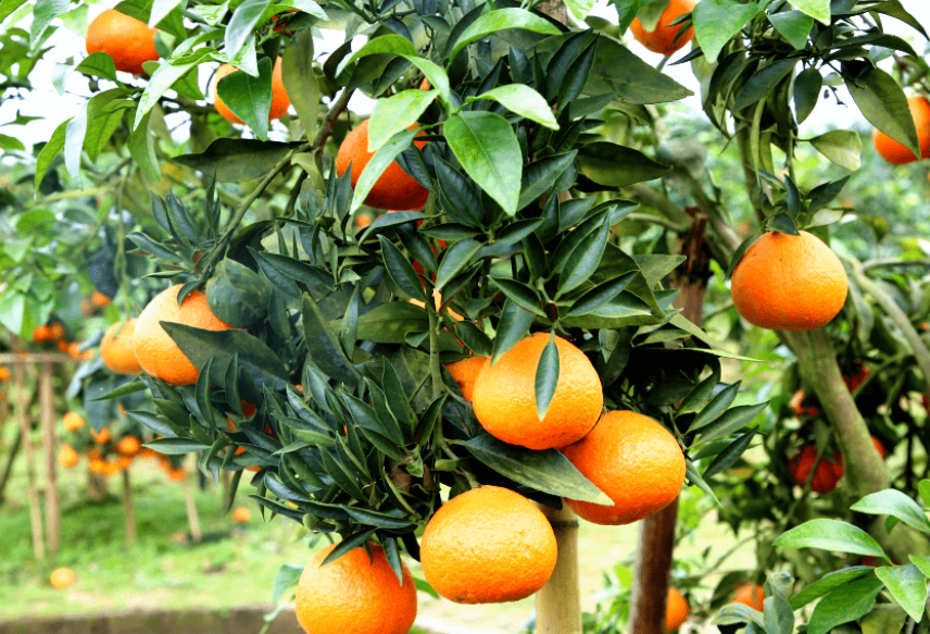 1—2年的柑橘树可以结果吗