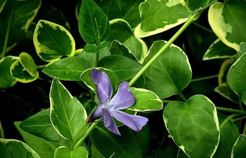 花叶蔓长春花的功效