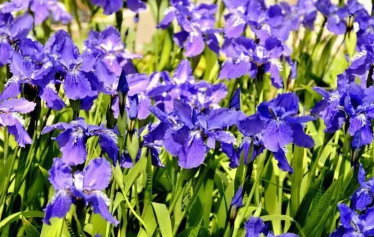 花瓶里的紫色鸢尾花