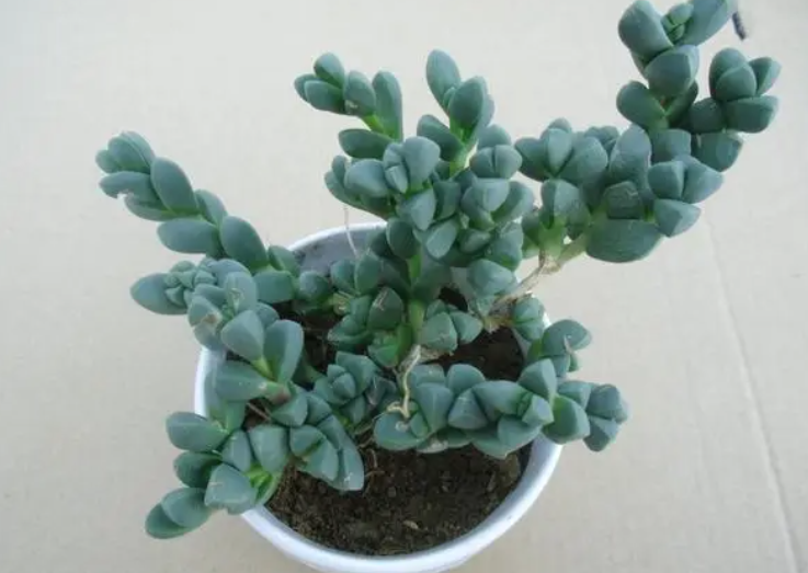 多肉植物鹿角海棠开花吗