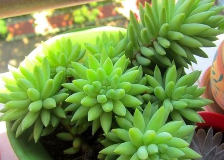 千佛手多肉什么时候开花