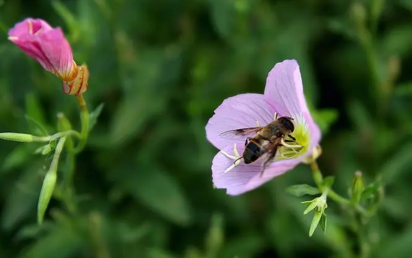 异花传粉一定是杂交吗