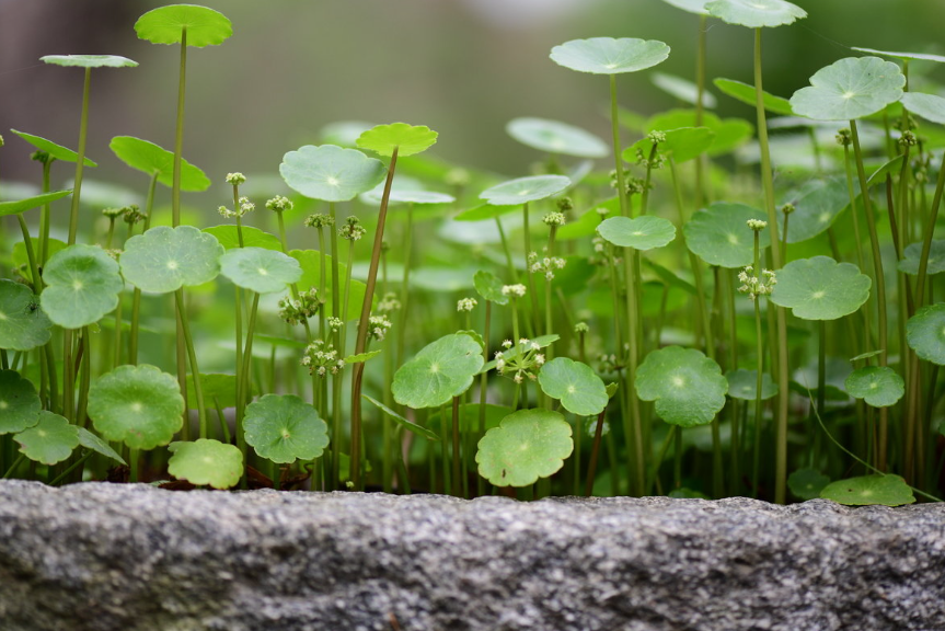 铜钱草开花了需要剪掉吗