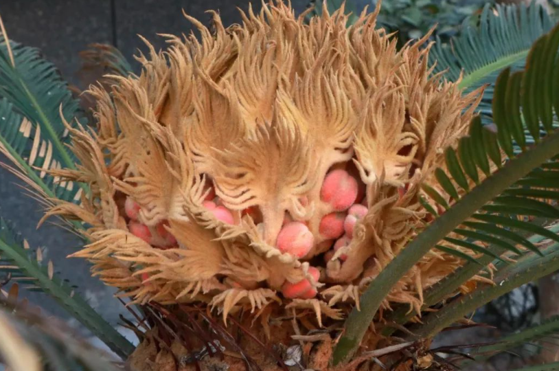 铁树结的果子可以种吗