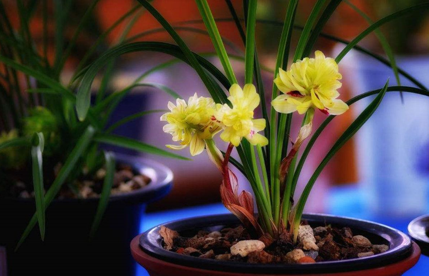 冬季兰花可以换土吗