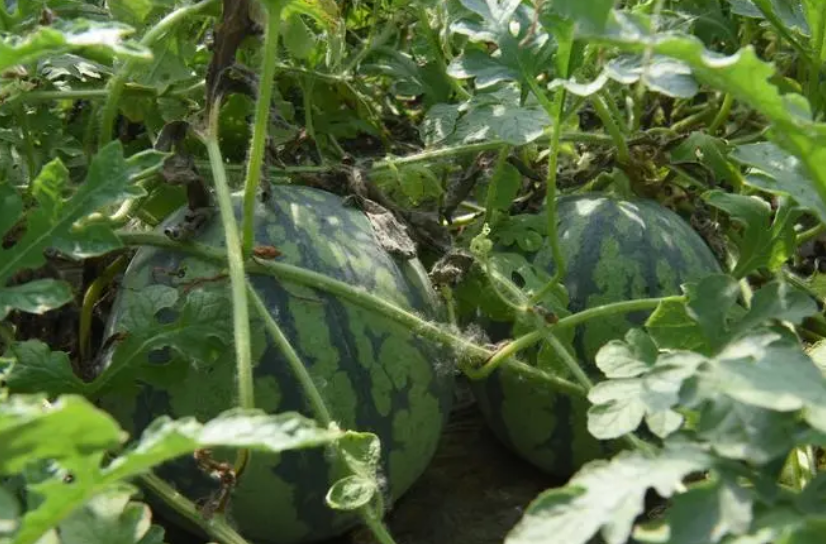 用花盆种西瓜要多厚的土