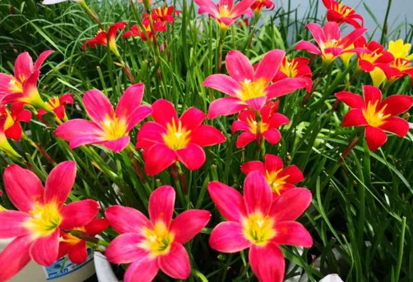 风雨兰不开花要剪叶子吗