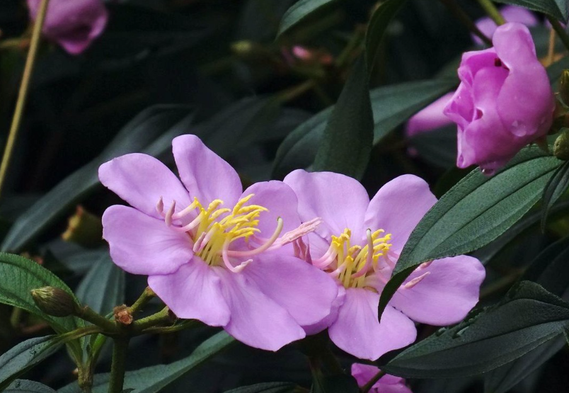 巴西野牡丹一年开几次花