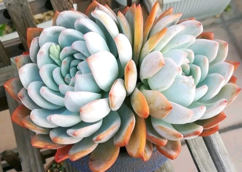 多肉芙蓉雪莲花上什么肥