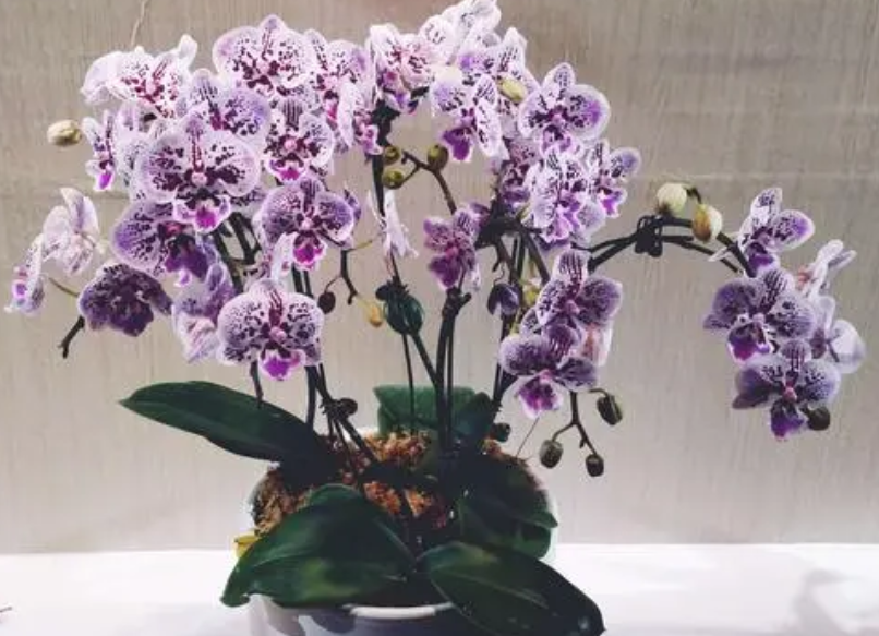 蝴蝶兰花谢了以后怎么处理