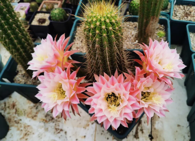 毛花柱用多大的盆