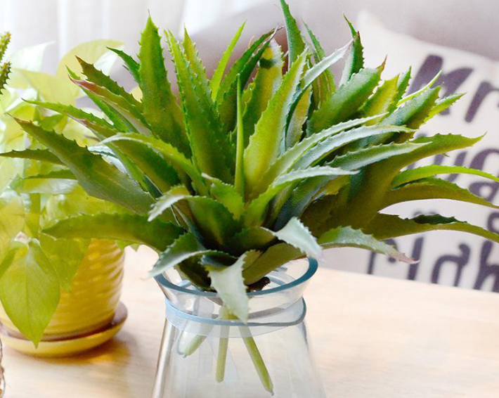 凤梨叶子水培能开花吗