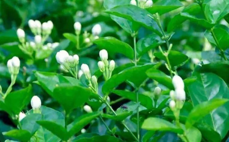 新种茉莉花与普通茉莉花的区别