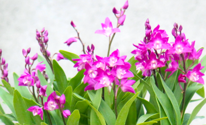 澳洲石斛兰如何催花