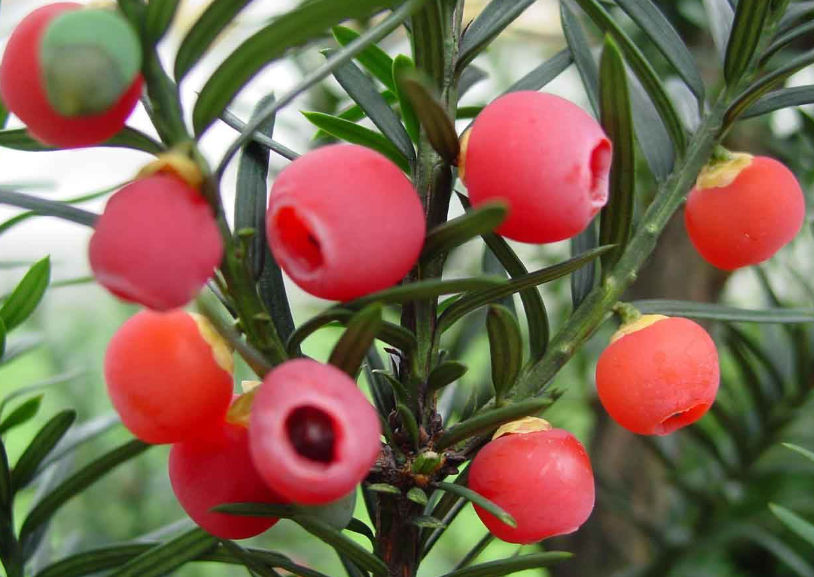 哪些树根系不发达