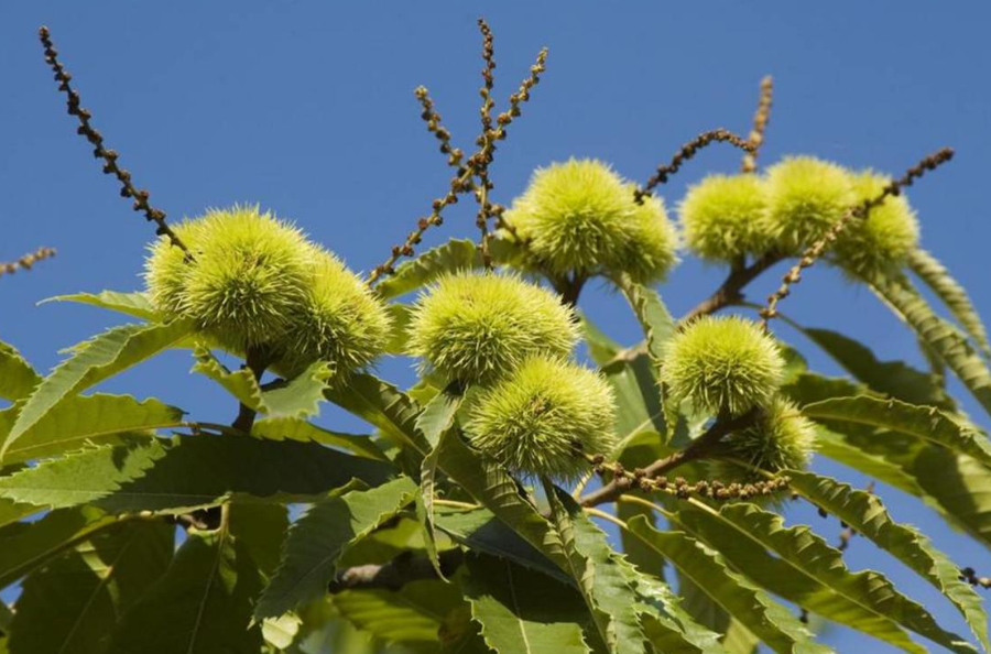 板栗树每年都结果吗
