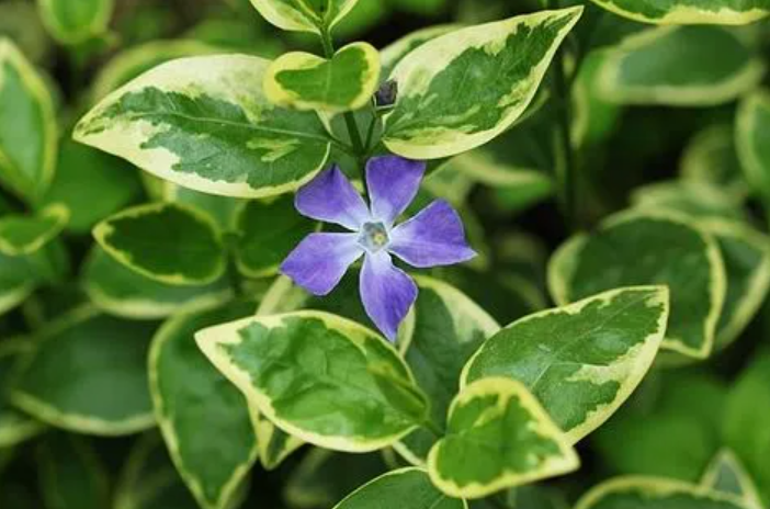 花叶蔓长春和金边黄杨