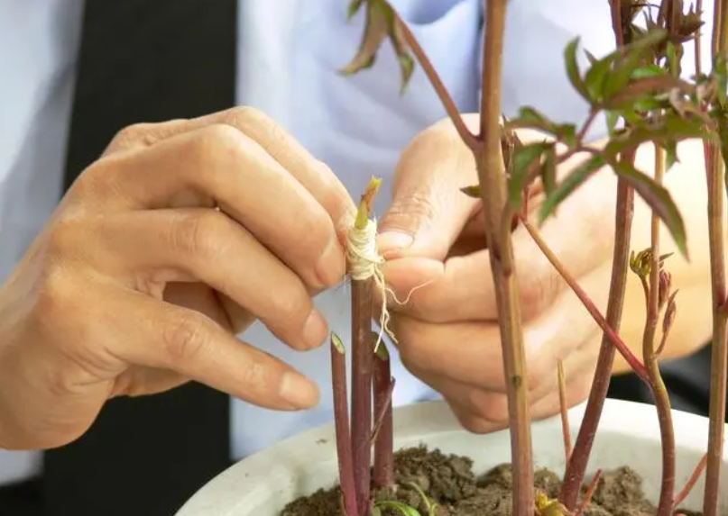 花的嫁接方法大全