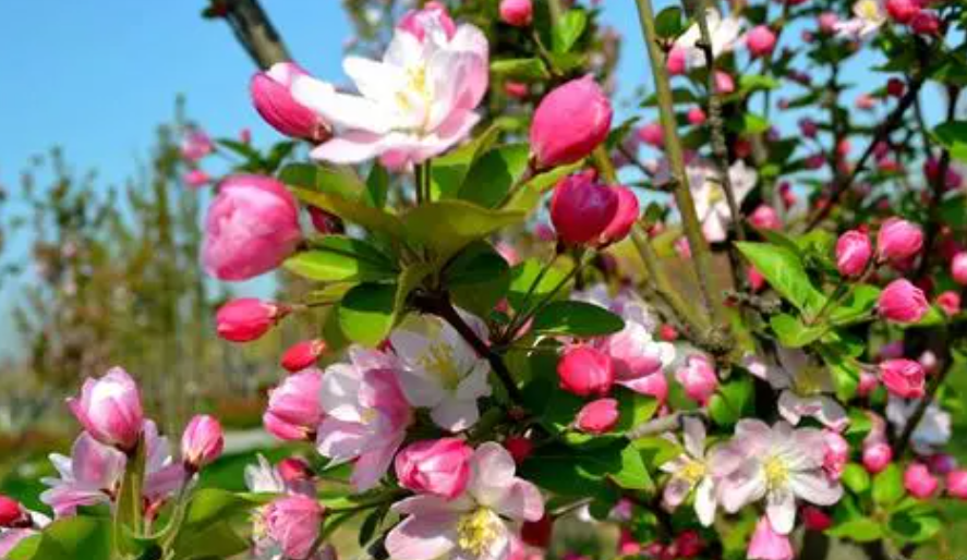 西府海棠一年开几次花