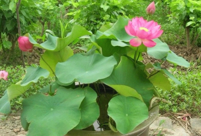 四季碗莲花水养怎么养