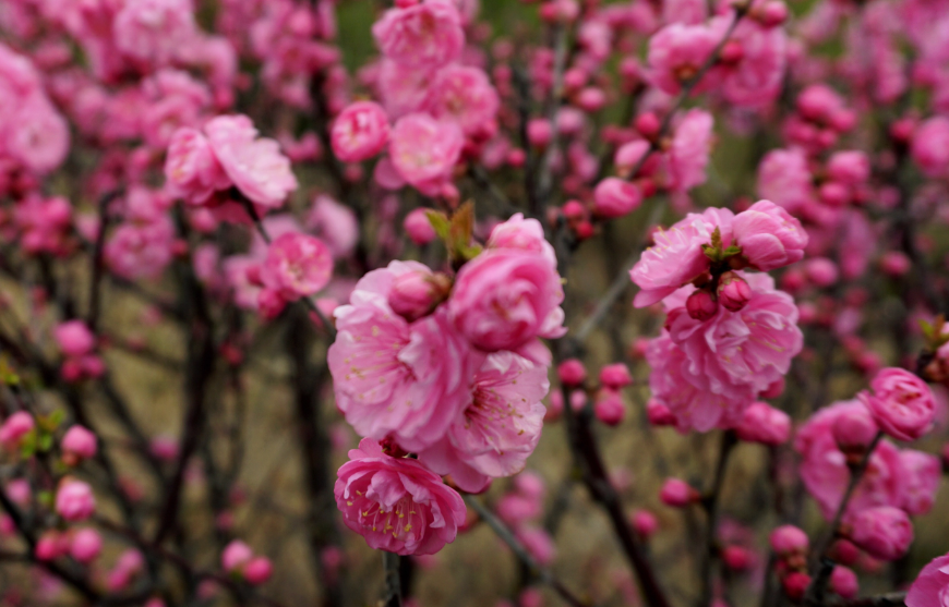 榆叶梅和梅花的区别