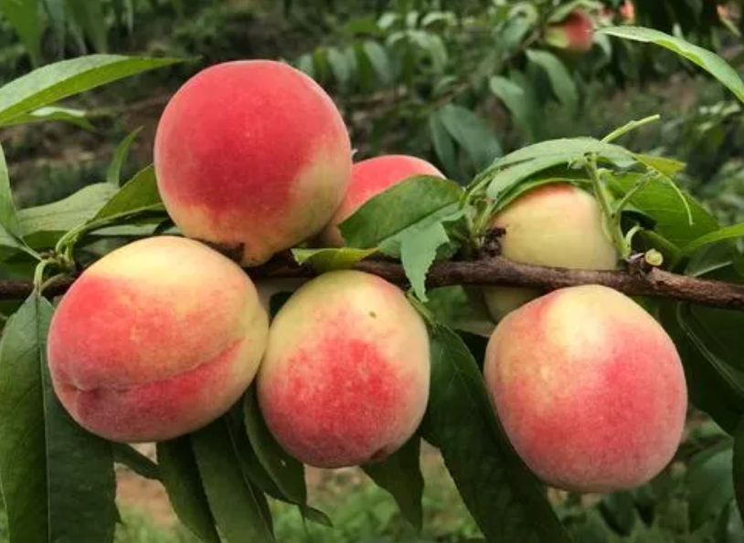 日本进口果树剪枝剪