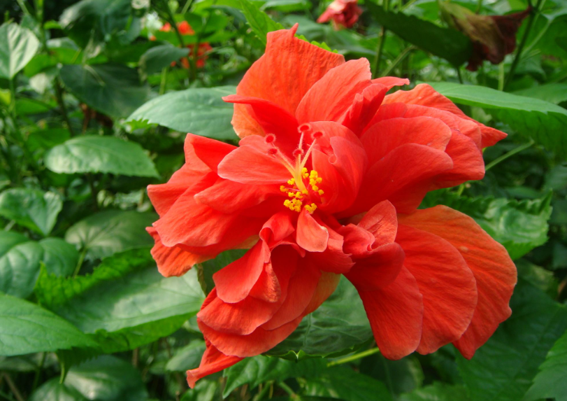 养扶桑花有什么讲究吗