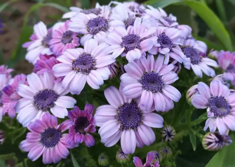 瓜叶菊开花后怎么修剪