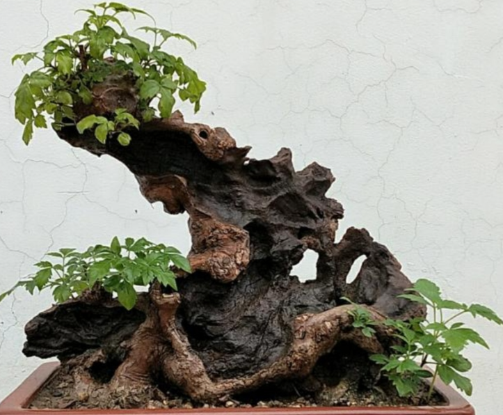 黄荆盆景树桩的形态特征
