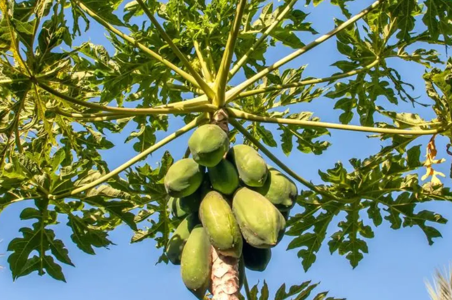 木瓜树的种植方法