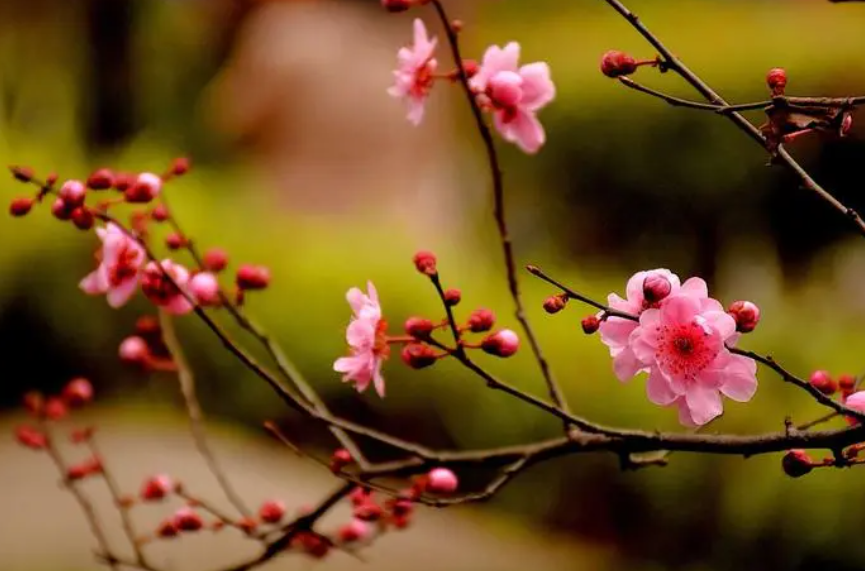 红梅花败后怎么养护