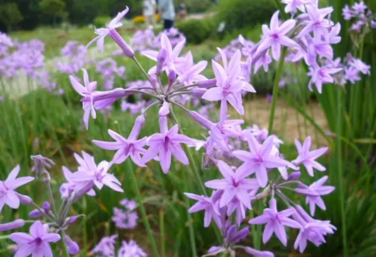 紫娇花的养殖方法和注意事项